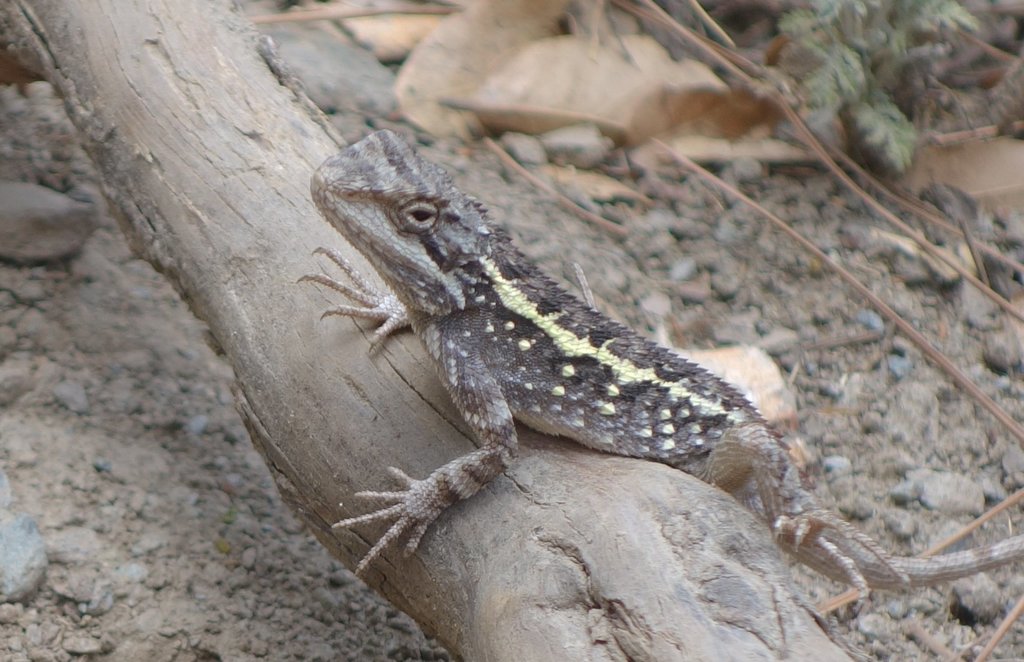 Short-tailed Mountain Agama