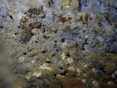 Eatoniella