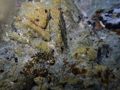Eatoniella