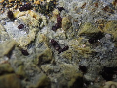 Eatoniella