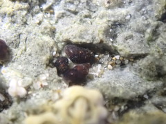 Eatoniella