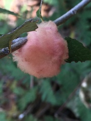 Heteroecus dasydactyli