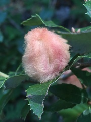 Heteroecus dasydactyli