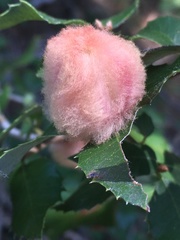 Heteroecus dasydactyli