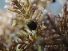 Eatoniella