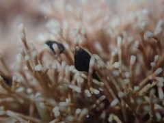 Eatoniella