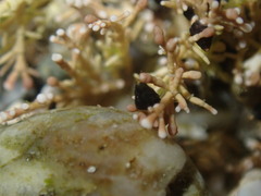 Eatoniella