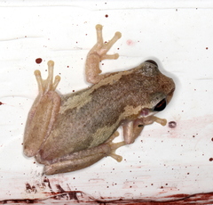 Litoria dentata
