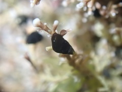 Eatoniella