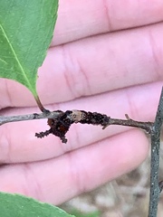 Limenitis arthemis astyanax