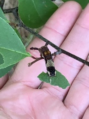 Limenitis arthemis astyanax