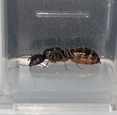 Camponotus nipponensis