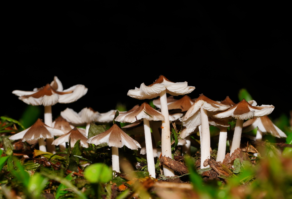 Termitomyces