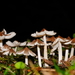 Termitomyces - Photo (c) copyboy, algunos derechos reservados (CC BY-NC)