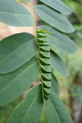 Polyura hebe