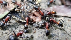 Camponotus obscuripes