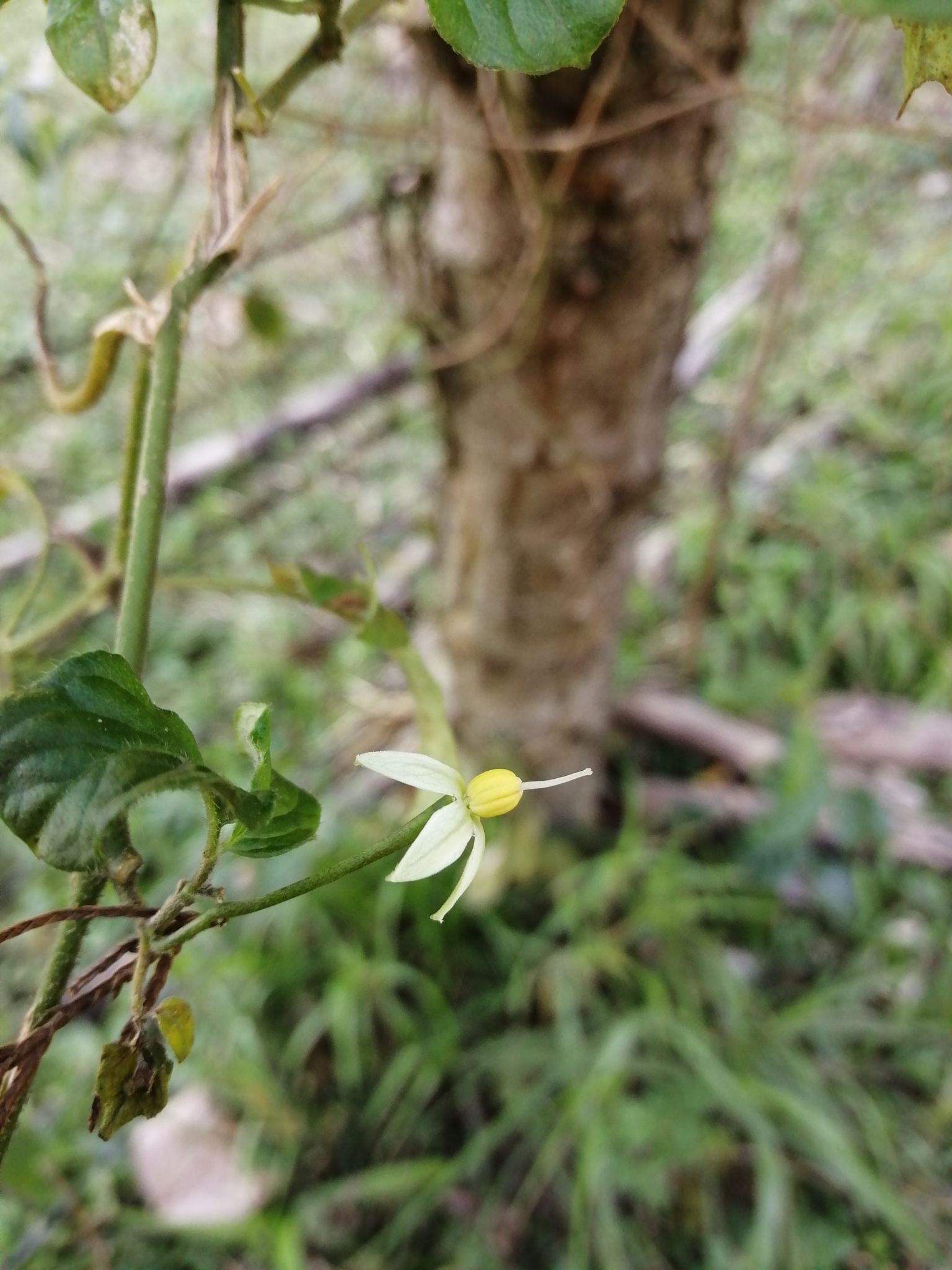Solanum skutchii
