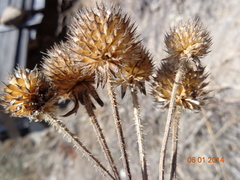 Dipsacus inermis