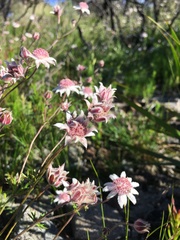 Actinotus forsythii