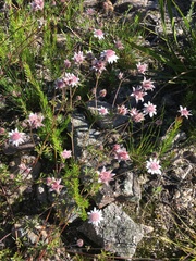 Actinotus forsythii