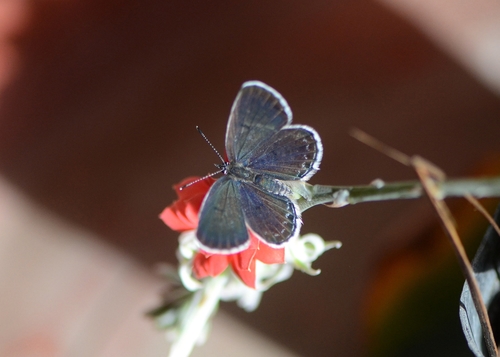 Tongeia filicaudis