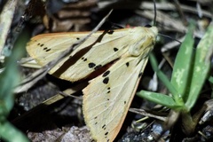 Spilarctia seriatopunctata