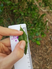 Graptophyllum