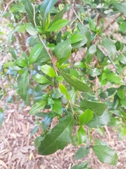 Graptophyllum