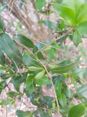 Graptophyllum