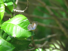 Catopyrops florinda