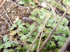 Gunnera arenaria