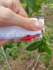 Graptophyllum