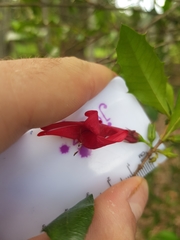 Graptophyllum