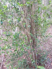 Graptophyllum