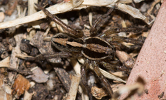 Artoriopsis