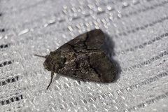 Protomiselia bilinea