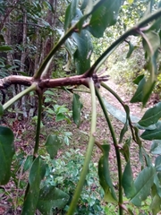 Colea