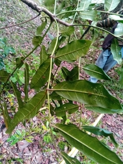 Colea