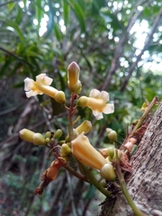 Colea