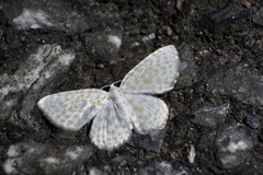 Asthena nymphaeata