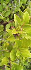 Isoxya cicatricosa
