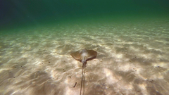 Hemitrygon fluviorum