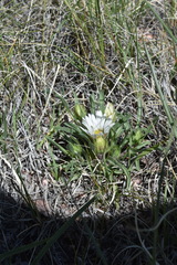 Townsendia grandiflora