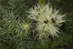 Cirsium obvallatum
