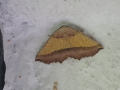 Drepanogynis tripartita