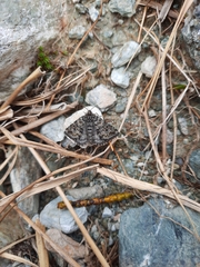 Aponotoreas orphnaea