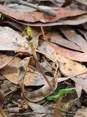 Chiloglottis reflexa