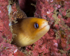 Gymnothorax melatremus