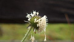 Dipsacus inermis