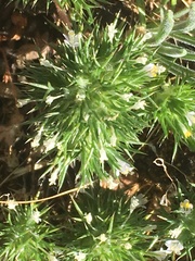 Navarretia intertexta